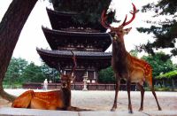 japon (196).jpg